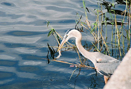 [Bird with a small fish between its bills and the fish seems to still be squirming.]